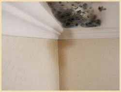 Lake Worth Restoration Company Lake Worth, FL 561-342-1965 Lake Worth Restoration Company Lake Worth, FL 561-342-1965 - about-section-03